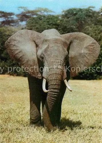 AK / Ansichtskarte Elefant Afrikanischer Steppenelefant  Kat. Tiere