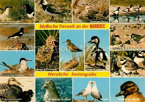 AK / Ansichtskarte Voegel Nordsee Rotschenkel Eiderente Kuestenseeschwalbe Kiebitz Kat. Tiere