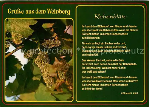 AK / Ansichtskarte Wein Weinberg Gedicht Rebenbluete Hermann Able Kat. Lebensmittel