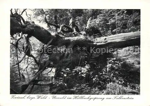 AK / Ansichtskarte Zwiesel Niederbayern Urwald im Hoellbachgespreng am Falkenstein Kupfertiefdruck Kat. Zwiesel