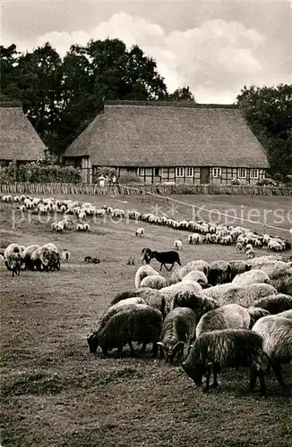 AK / Ansichtskarte Wilsede Lueneburger Heide Altes Bauernhaus Schafherde Kat. Bispingen