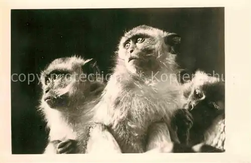 AK / Ansichtskarte Affen Java Affen Tierpark Berlin  Kat. Tiere