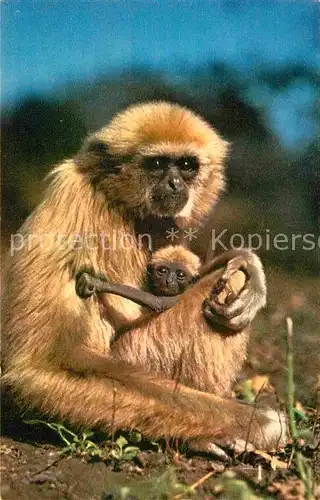 AK / Ansichtskarte Affen Singe et son Petite  Kat. Tiere