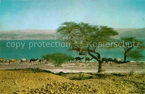 AK / Ansichtskarte Kamele Dead Sea Caravan of Camels  Kat. Tiere