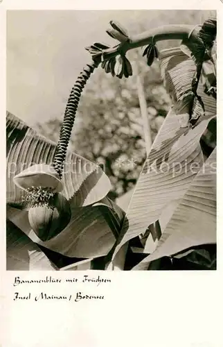 AK / Ansichtskarte Bananen Bananenblueten mit Fruechten Insel Mainau Bodensee  Kat. Pflanzen