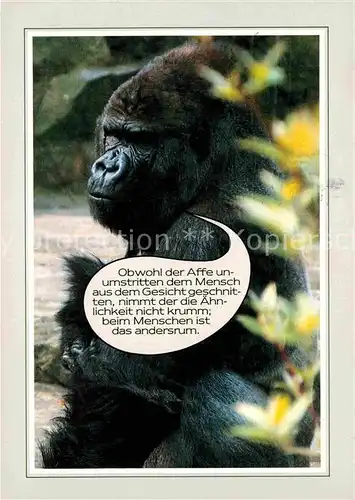 AK / Ansichtskarte Affen Gorilla Humor  Kat. Tiere