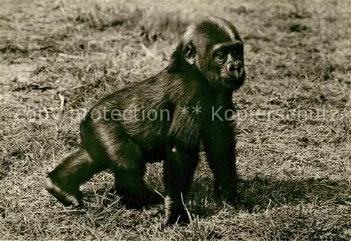 AK / Ansichtskarte Affen Junger Gorilla Kat. Tiere