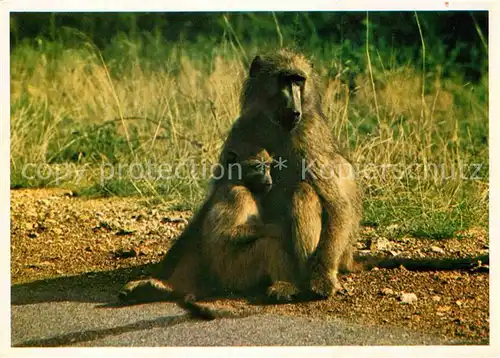 AK / Ansichtskarte Affen Female Baboon with her Baby South Africa  Kat. Tiere