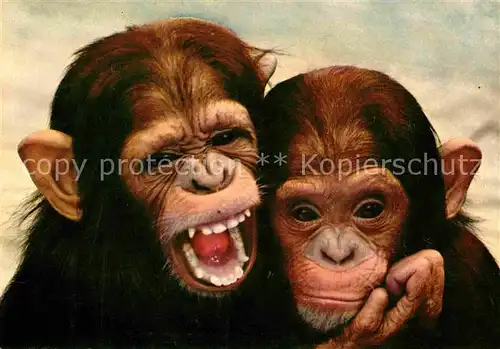 AK / Ansichtskarte Affen Junge Schimpansen  Kat. Tiere