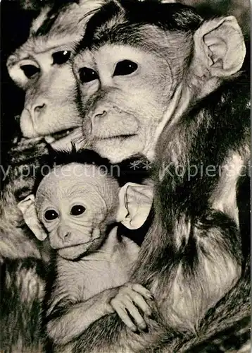 AK / Ansichtskarte Affen Hutaffen Familie  Kat. Tiere