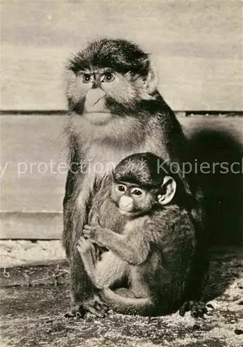AK / Ansichtskarte Affen Weissnasenmeerkatze mit Jungem Zoo Leipzig Kat. Tiere