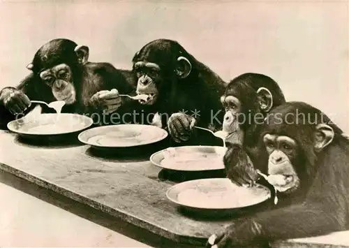 AK / Ansichtskarte Affen Schimpansenkinder Zoo Leipzig  Kat. Tiere