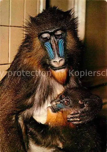 AK / Ansichtskarte Affen Mandrill Mutter mit Kind Zoo Berlin Kat. Tiere
