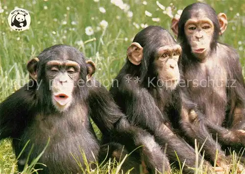AK / Ansichtskarte Affen Schimpansen  Kat. Tiere