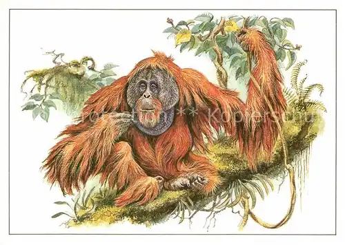 AK / Ansichtskarte Affen Orang Utan Zeichnung Reiner Zieger  Kat. Tiere