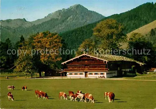 AK / Ansichtskarte Bad Wiessee Tegernsee Berggasthaus Bauer in der Au Kuehe Fockenstein Bayerische Voralpen