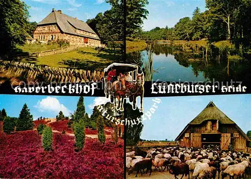 AK / Ansichtskarte Niederhaverbeck Gasthof Haverbeckhof Teich Schafherde Kat. Bispingen