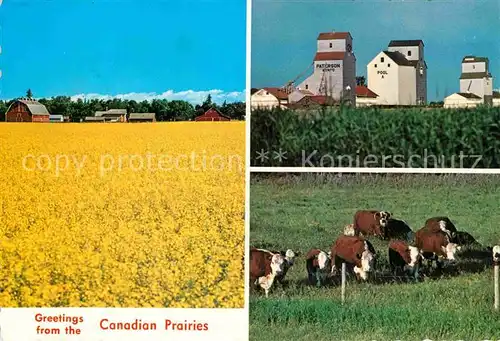 AK / Ansichtskarte Manitoba Canadian Prairies Farmstead field of rape Cows Cattle Kat. Kanada