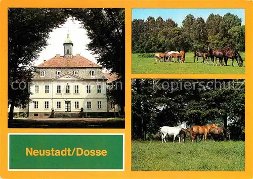 AK / Ansichtskarte Neustadt Dosse Hauptgestuet Stuten mit Fohlen Kat. Neustadt Dosse