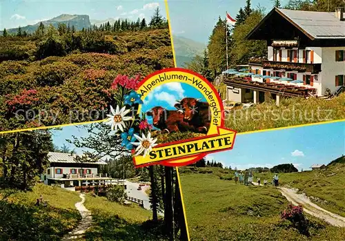 AK / Ansichtskarte Waidring Tirol Alpenblumen Wandergebiet Steinplatte Alpengasthof Kat. Waidring