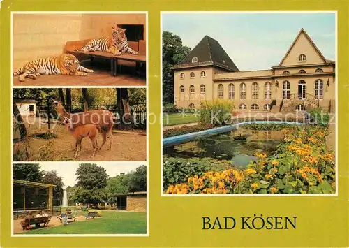 AK / Ansichtskarte Bad Koesen Tierpark Tiger Lama mit Jungem Volkssolbad Badehaus Kat. Bad Koesen