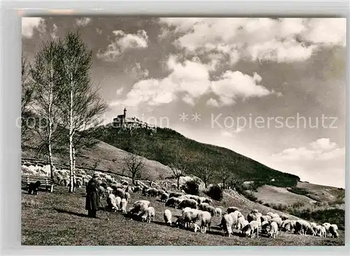 AK / Ansichtskarte Owen Esslingen Burg Teck Schafherde Kat. Owen