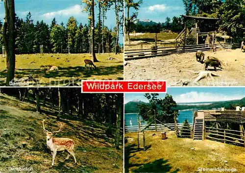 AK / Ansichtskarte Edersee Wildpark Damwild Wildschweine Steinwildgehege Damhirsch Kat. Edertal