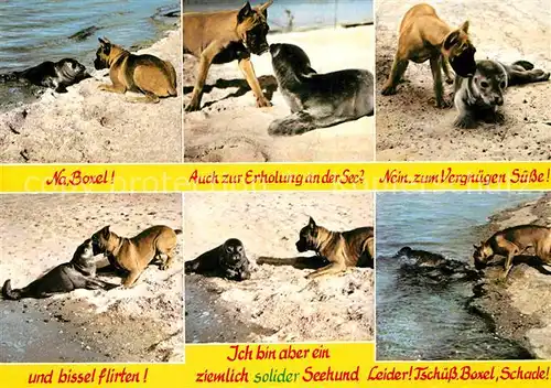 AK / Ansichtskarte Hunde Boxer Seehund  Nordseestrand Kat. Tiere