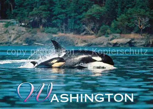 AK / Ansichtskarte Wal Schwertwal Orcinus Orca Washington  Kat. Tiere