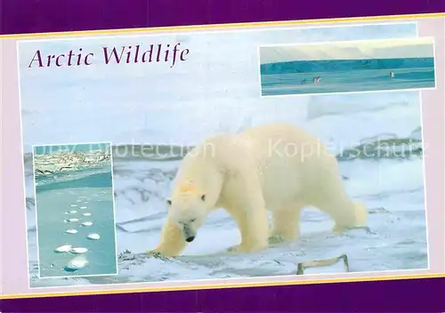 AK / Ansichtskarte Eisbaer Polar Bear Isbjorn  Kat. Tiere