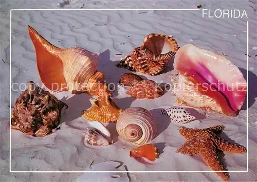 AK / Ansichtskarte Meerestiere Sea Shells Florida  Kat. Tiere