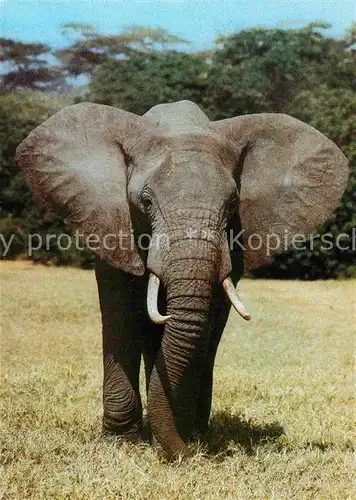 AK / Ansichtskarte Elefant Afrikanischer Steppenelefant  Kat. Tiere