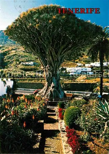 AK / Ansichtskarte Icod de los Vinos Drago milenario 1000jaehriger Drachenbaum Kat. Tenerife Islas Canarias Spanien