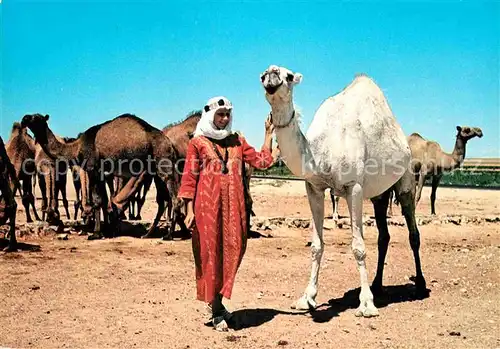 AK / Ansichtskarte Kamele Camel Drivers Kameltreiber Syrien Kat. Tiere
