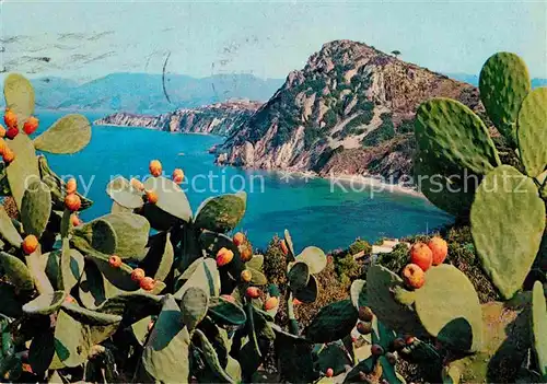 AK / Ansichtskarte Insel Elba Golfo di Seccione e Monte Bello Kat. Italien