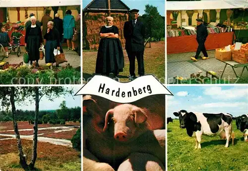 AK / Ansichtskarte Hardenberg Niederlande Landschaftspanorama Markt Bauern Kuehe Schwein