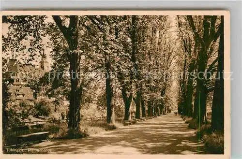 AK / Ansichtskarte Tuebingen Platanenallee Kat. Tuebingen