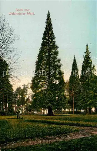 AK / Ansichtskarte Welzheim Welzheimer Wald Kat. Welzheim