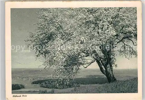 AK / Ansichtskarte Welzheim Baumbluete mit Remstal und Welzheimer Wald  Kat. Welzheim