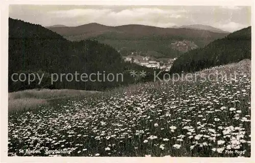 AK / Ansichtskarte St Blasien Bergfruehling im Schwarzwald Kat. St. Blasien