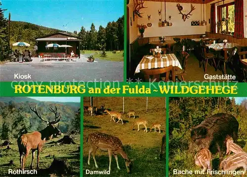 AK / Ansichtskarte Rotenburg Fulda Wildgehege Kiosk Gaststaette Rothirsch Damwild Bache mit Frischlingen Kat. Rotenburg a.d. Fulda