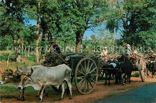 AK / Ansichtskarte Paraguay Carretas tipicas Transporte de lena Kat. Paraguay