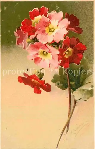 AK / Ansichtskarte Klein Catharina Blumen Litho  Kat. Kuenstlerkarte
