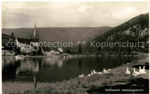 AK / Ansichtskarte Neckargemuend Neckarpartie mit Kirche Kat. Neckargemuend