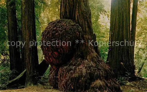 AK / Ansichtskarte Baeume Trees Giant Burl Henry Cowell Redwoods State Park Felton California  Kat. Pflanzen