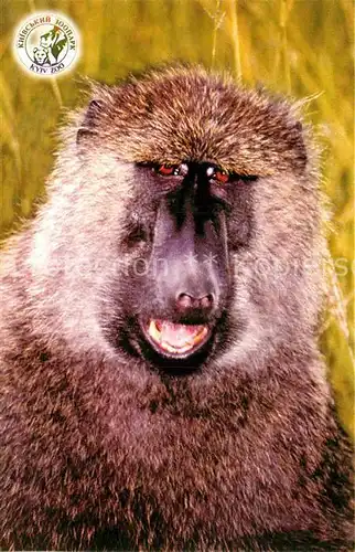 AK / Ansichtskarte Affen Papio hamadryas anubis Pavian  Kat. Tiere