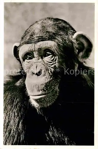 AK / Ansichtskarte Affen Schimpanse Muenchen Tierpark Hellabrunn  Kat. Tiere