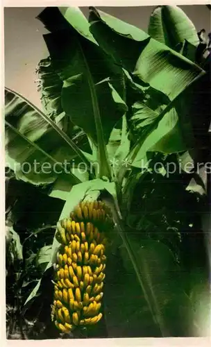 AK / Ansichtskarte Bananen Las Palmas de Gran Canaria Plataneras  Kat. Pflanzen