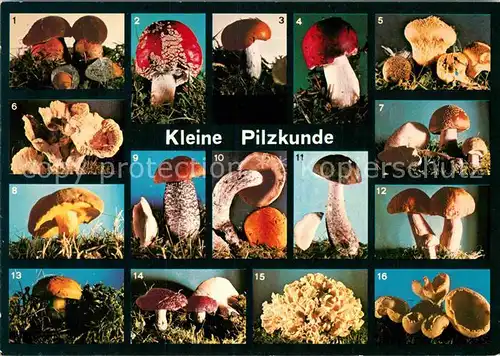 AK / Ansichtskarte Lebensmittel Pilzkunde Hexenpilz Fliegenpilz Apfeltaeubling Birkenpilz Rotkappe  Kat. Lebensmittel