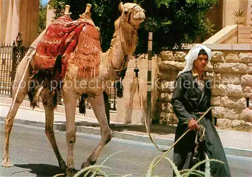 AK / Ansichtskarte Kamele Jerusalem Old City Street Scene  Kat. Tiere